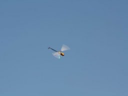 2013 Anfliegen