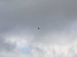 2013 Anfliegen