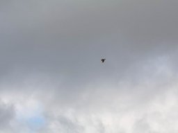 2013 Anfliegen