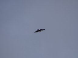 2015 Abfliegen
