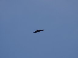 2015 Abfliegen