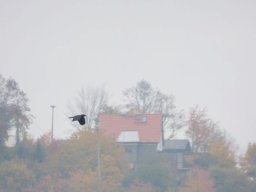 2015 Abfliegen
