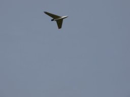 2016 Anfliegen