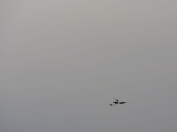 2016 Anfliegen