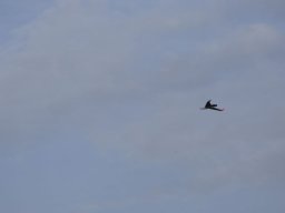2016 Anfliegen