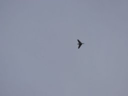 2016 Anfliegen