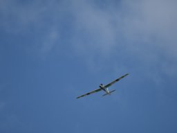 Würstchenfliegen