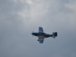Würstchenfliegen