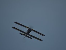 Würstchenfliegen