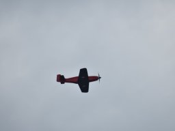 Würstchenfliegen